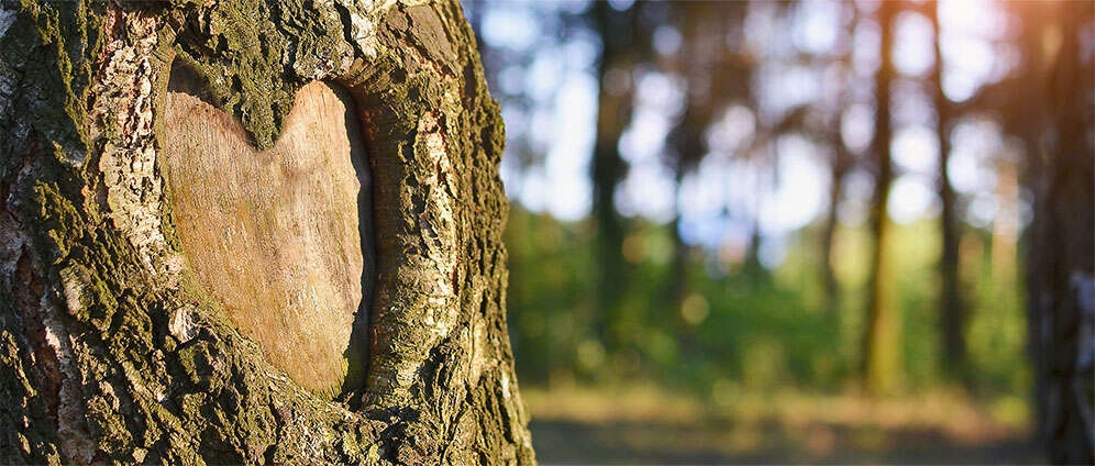 Am 25. April ist Internationaler Tag des Baumes