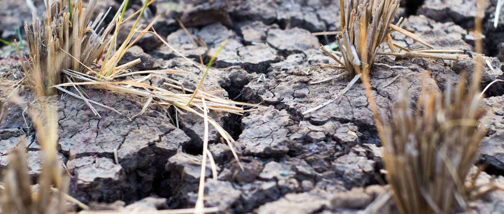 Rekordhitze und Trockenheit: Die W&auml;rmewende wird immer dringlicher