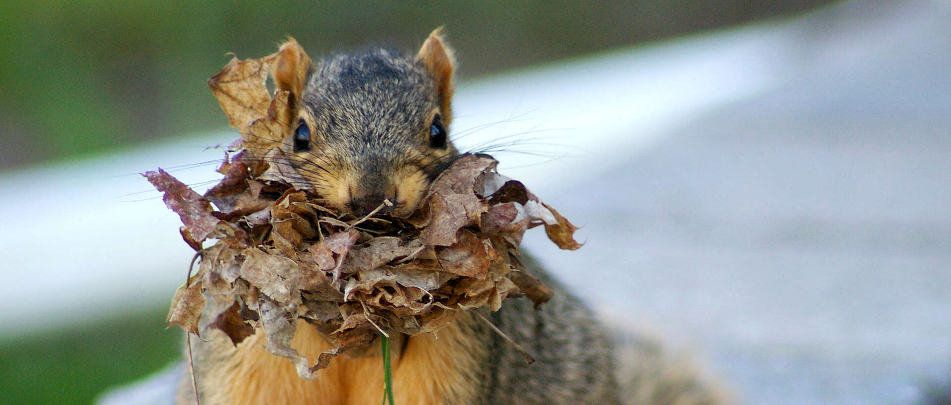 Pelletbranche startet Einlagerungsaktion 2017