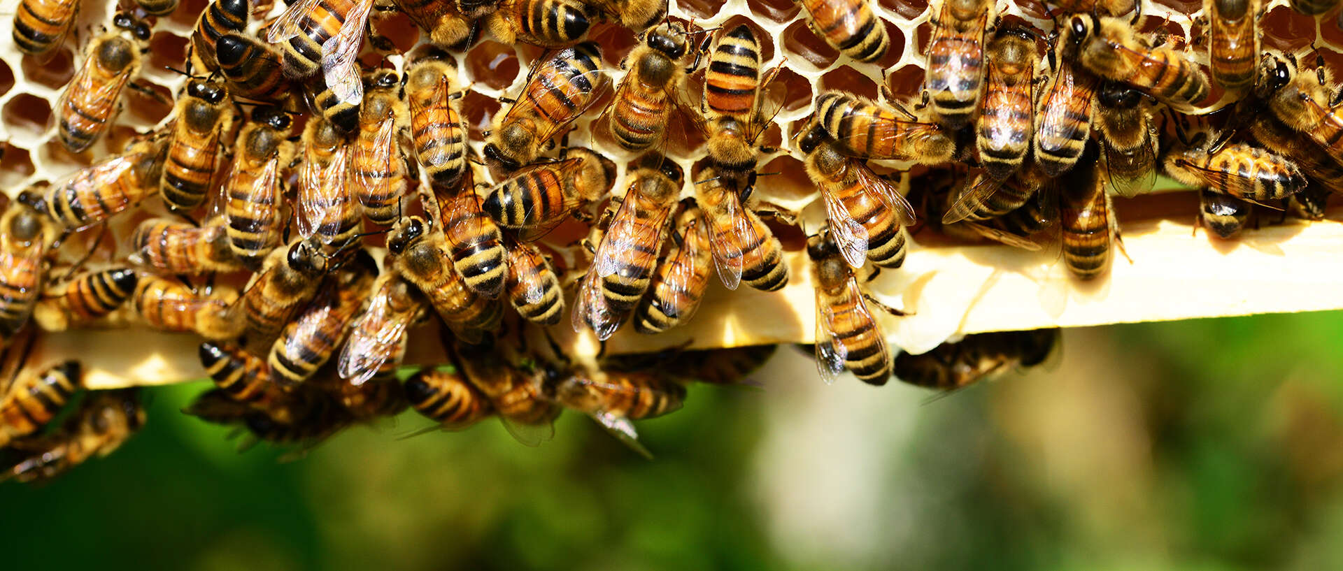 Geschichte der Honigbiene
