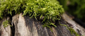 Über allen Wipfeln - zur Geschichte des Waldes in Österreich Teil 2