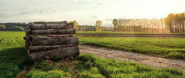 Der Wald-Holz-Konflikt - Plädoyer für die Nutzung von Biomasse