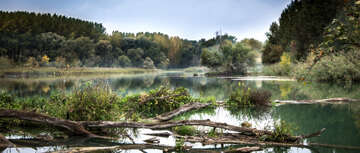 Über allen Wipfeln - Geschichte des Waldes Teil 1