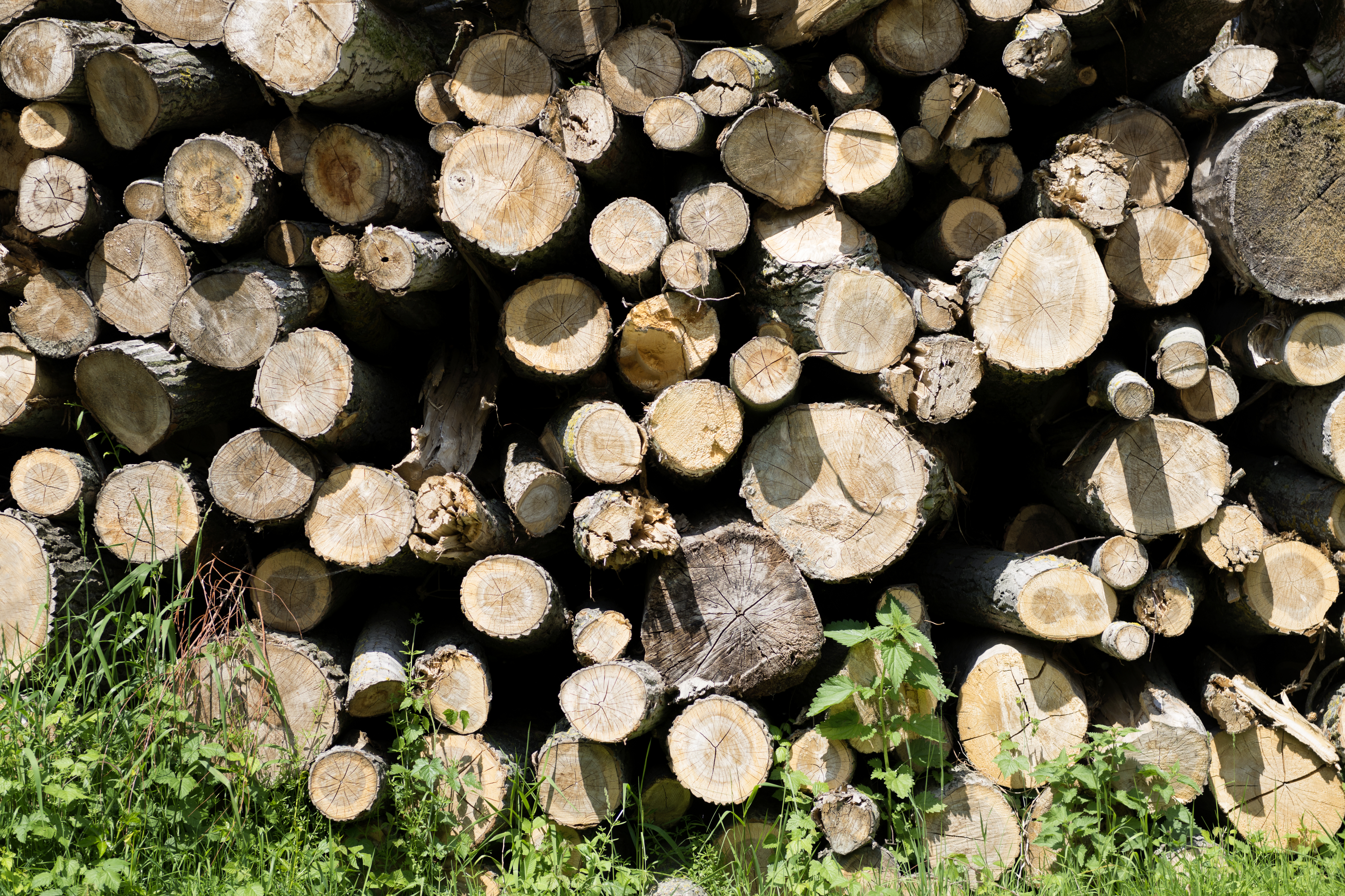 Baumstaemme, Rundholz