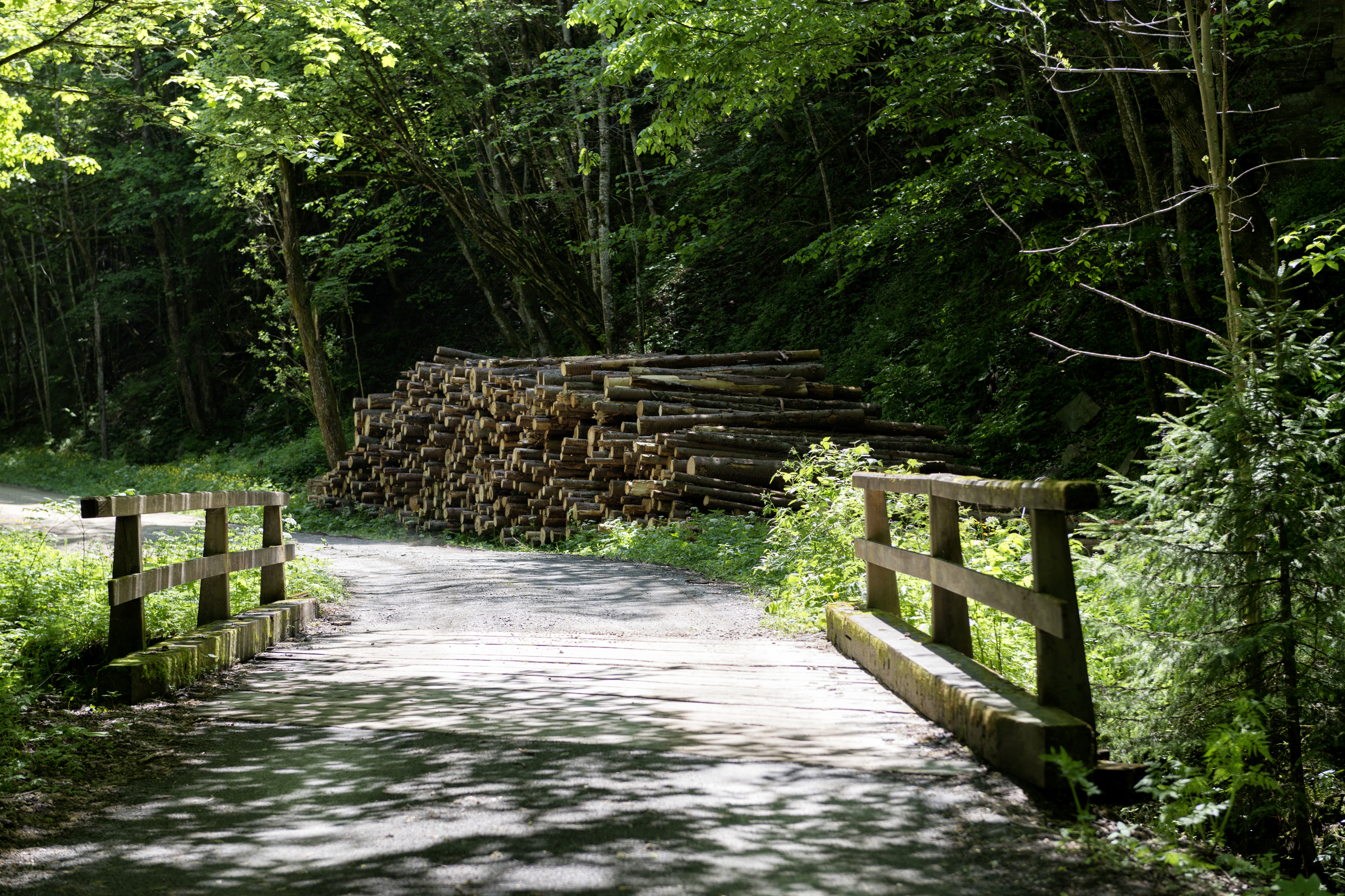 Wald, Bruecke, Baumstaemme