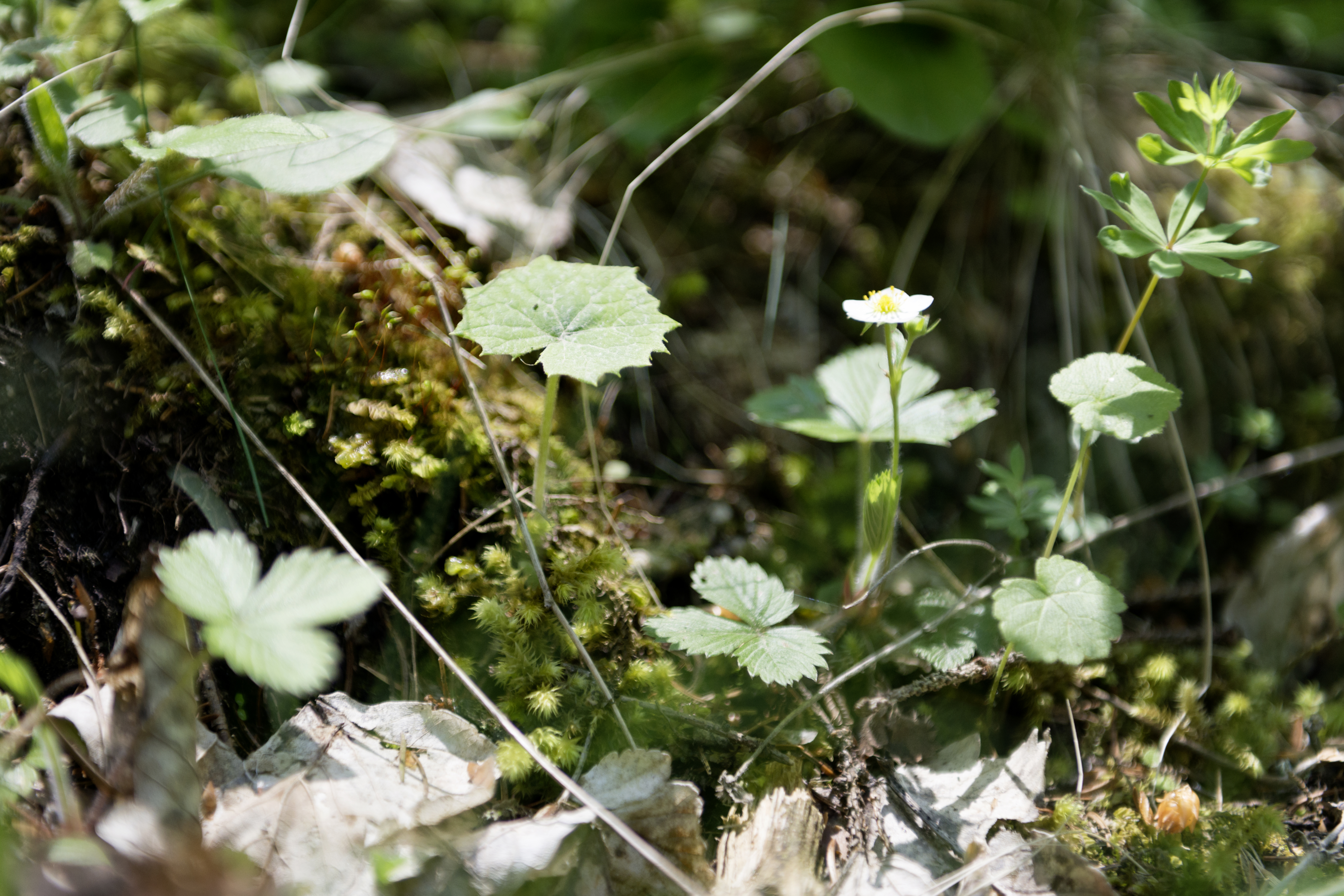 Waldboden, Erdbeeren, Bluehte