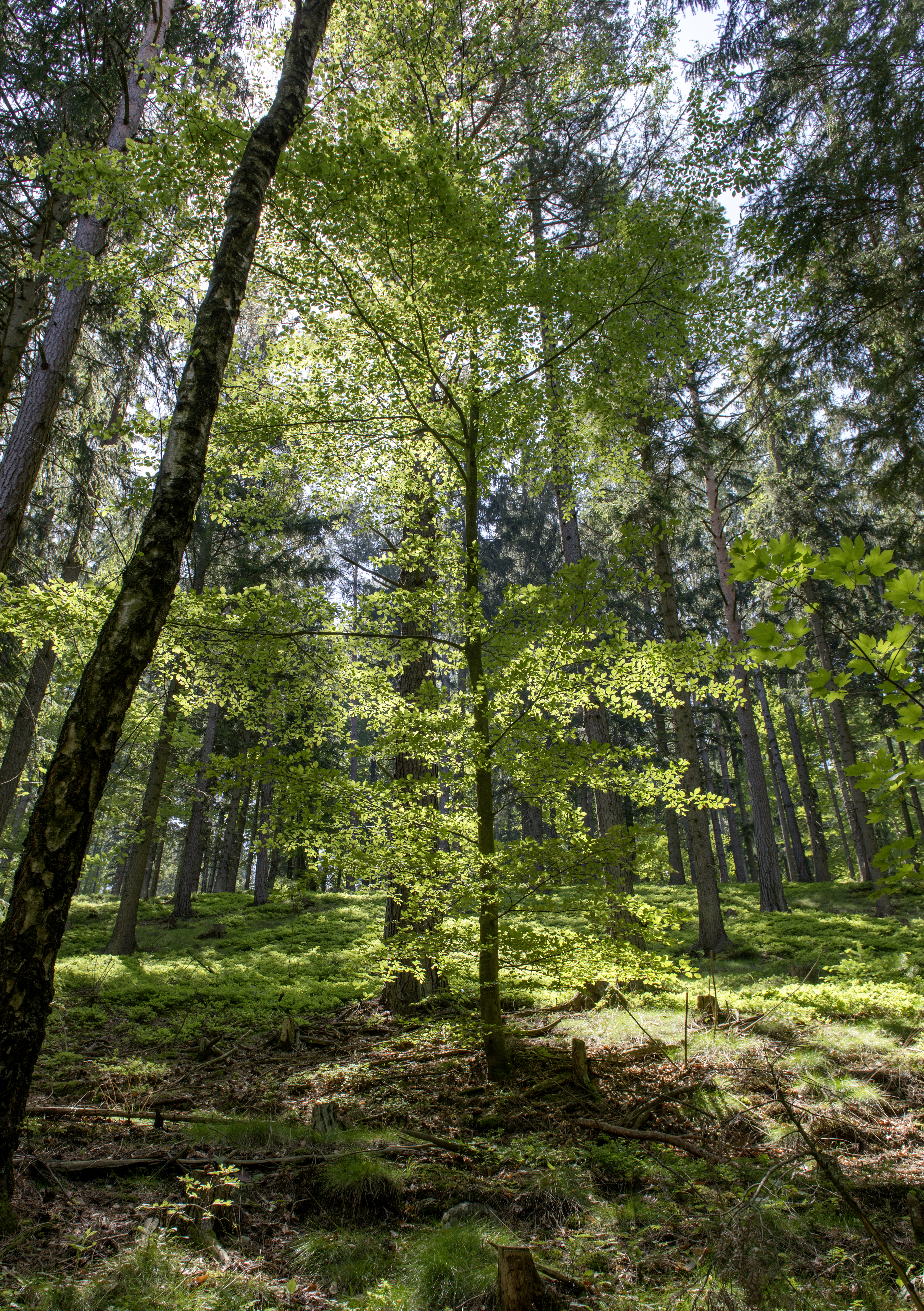 Wald, B&auml;ume, Sonne, Sonnenstrahlen